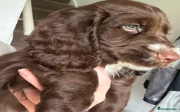 Cocker Spaniel dogs for sale: Five star rating Cocker spaniel puppies ⭐️⭐️⭐️⭐️⭐️ - Image 17