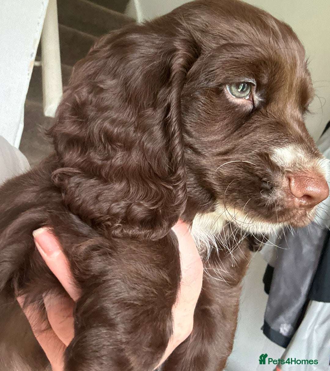 Cocker Spaniel dogs for sale: Five star rating Cocker spaniel puppies ⭐️⭐️⭐️⭐️⭐️ - Image 17