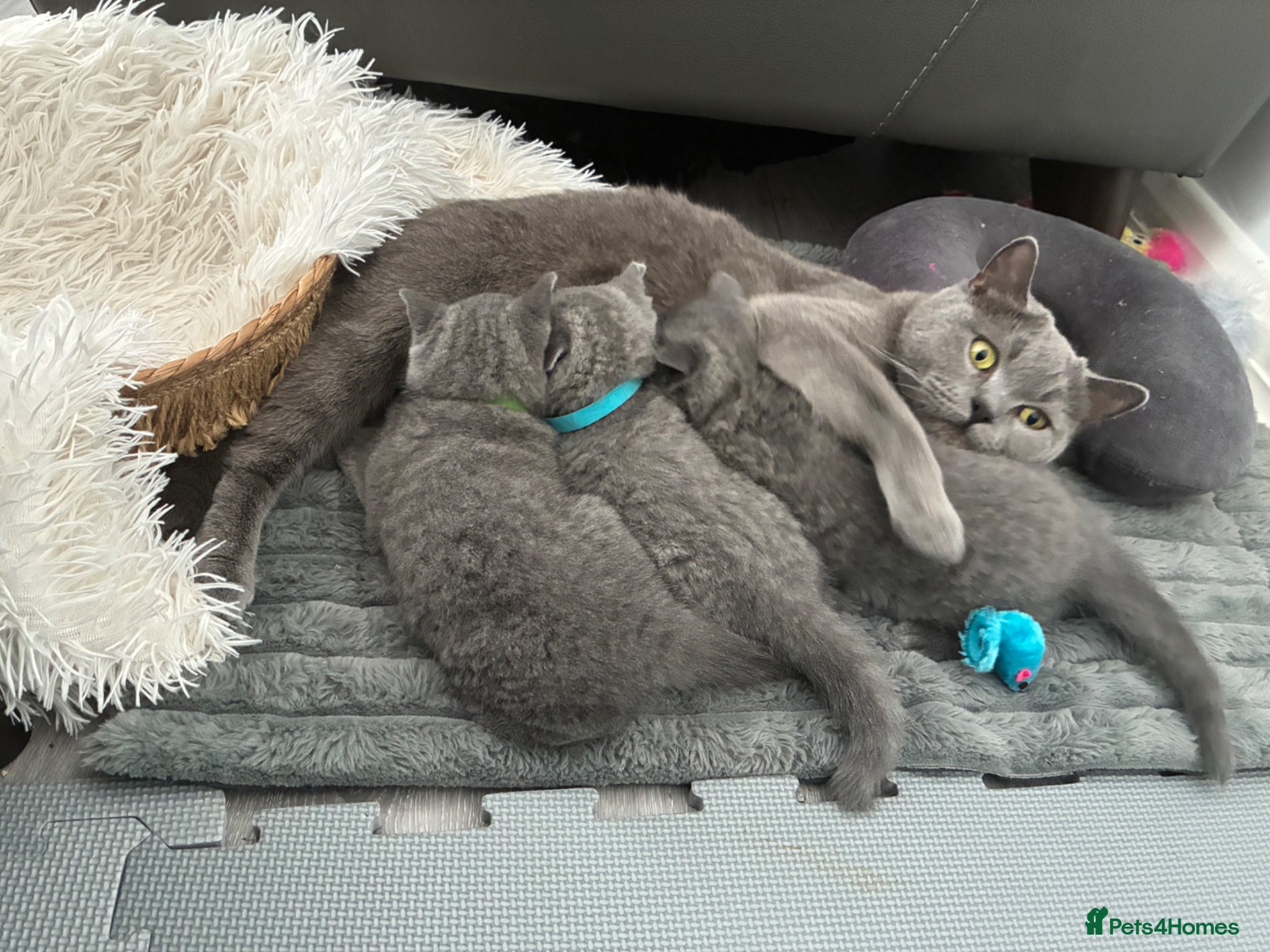 British Shorthair cats British Blue short hair Boy 💚 - Advert 2