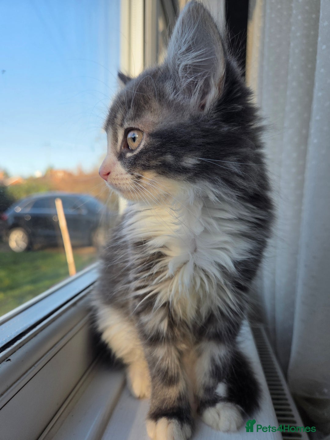 Siberian cats for sale: Siberian Mix Adorable Female - Advert 2