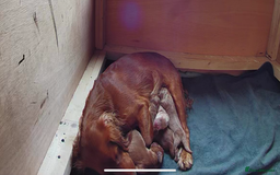 Cocker Spaniel dogs for sale: Working red cocker spaniel puppies for sale - Image 12