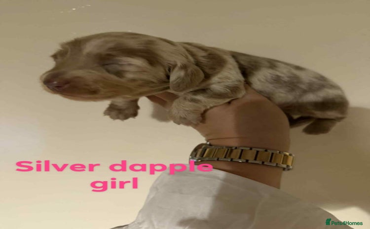 Miniature Dachshund dogs - Advert 8