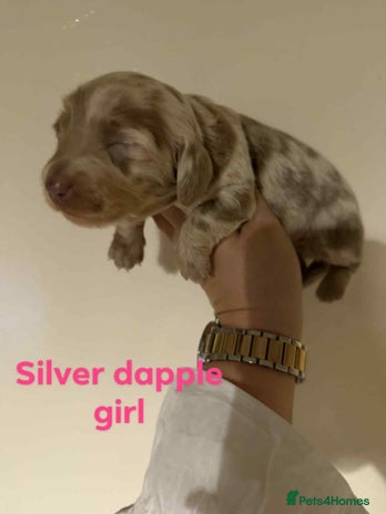 Miniature Dachshund dogs - Advert 1