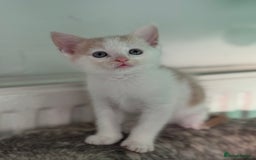 Maine Coon cats for sale: Adorable half mainecoon kittens for sale  - Image 10