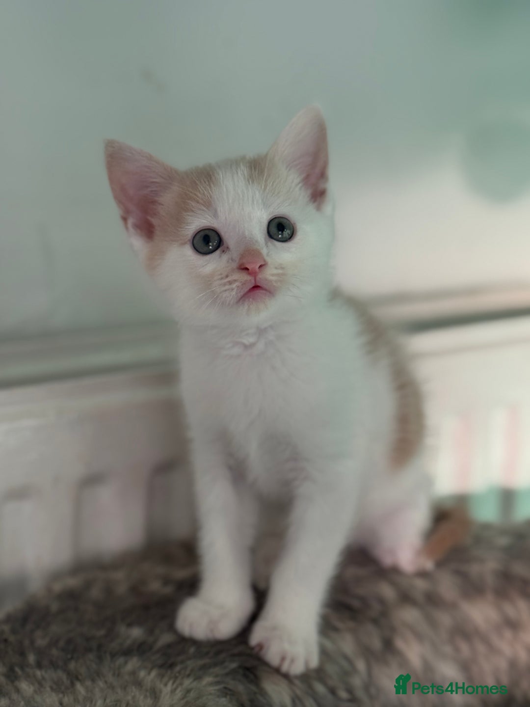 Maine Coon cats for sale: Adorable half mainecoon kittens for sale  - Image 10