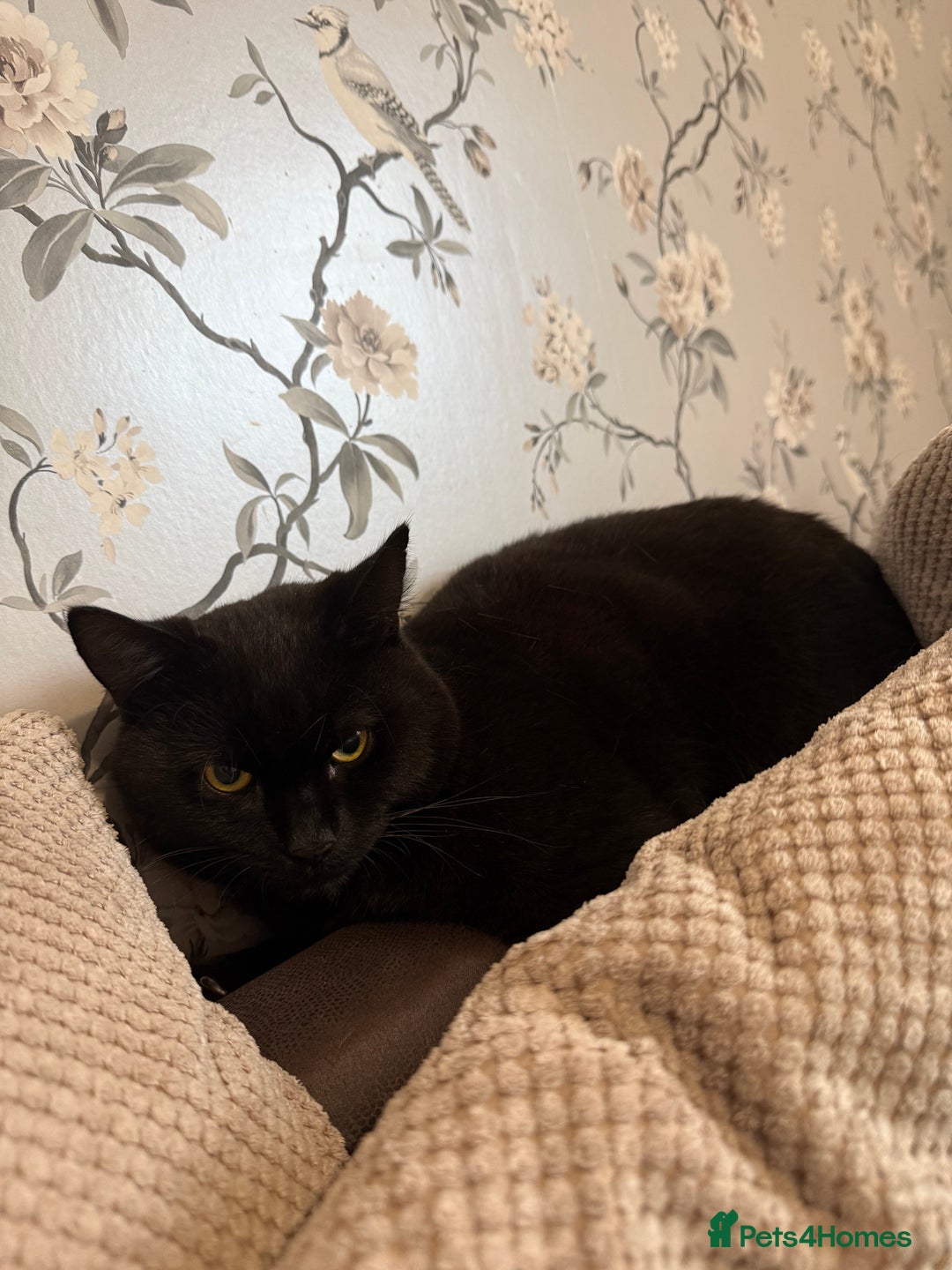 British Shorthair cats for sale: 2 male cats - Advert 4