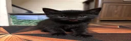 Mixed Breed cats for sale: 5 cute kittens - MALE AND FEMALE - Advert 6