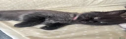 Mixed Breed cats for sale: Half ragdoll 6 kittens  - Advert 9