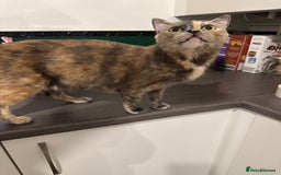 Mixed Breed cats for sale: 2 male and 2 females looking for fur ever homes  - Image 8