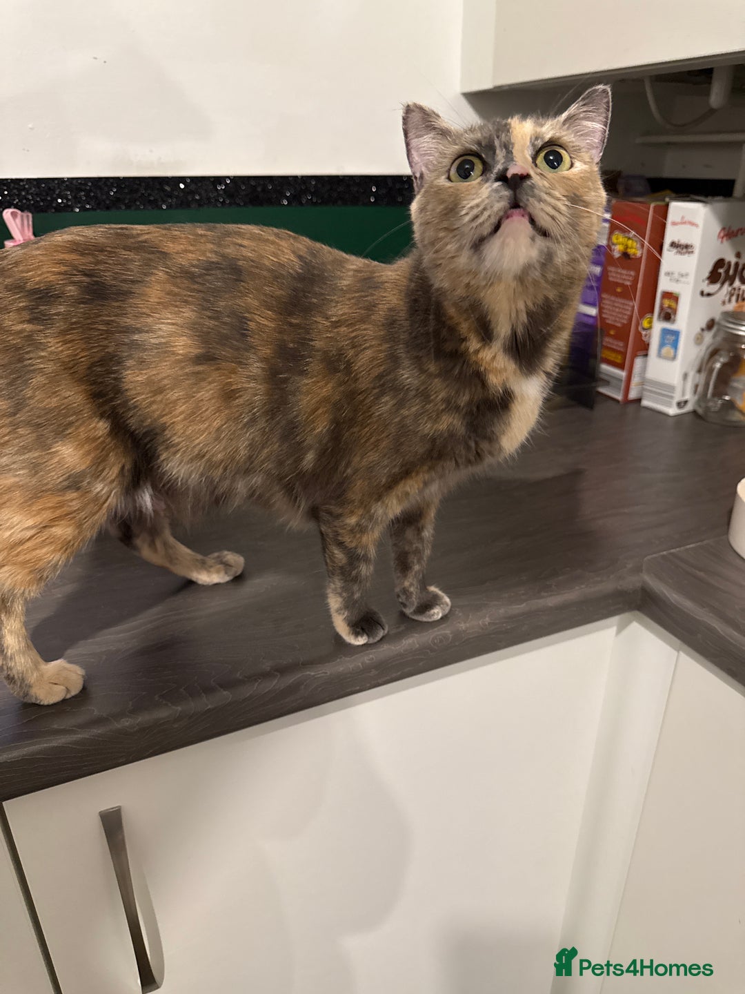 Mixed Breed cats for sale: 2 male and 2 females looking for fur ever homes  - Image 8