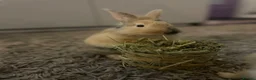 Lionhead rabbits for sale: 2 lion head sisters  - Advert 4