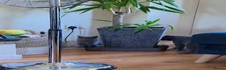 British Shorthair cats for sale: Only 1 burgundy boy left - Advert 17