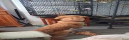 Golden Retriever dogs for sale: Beautiful Holly - Advert 2