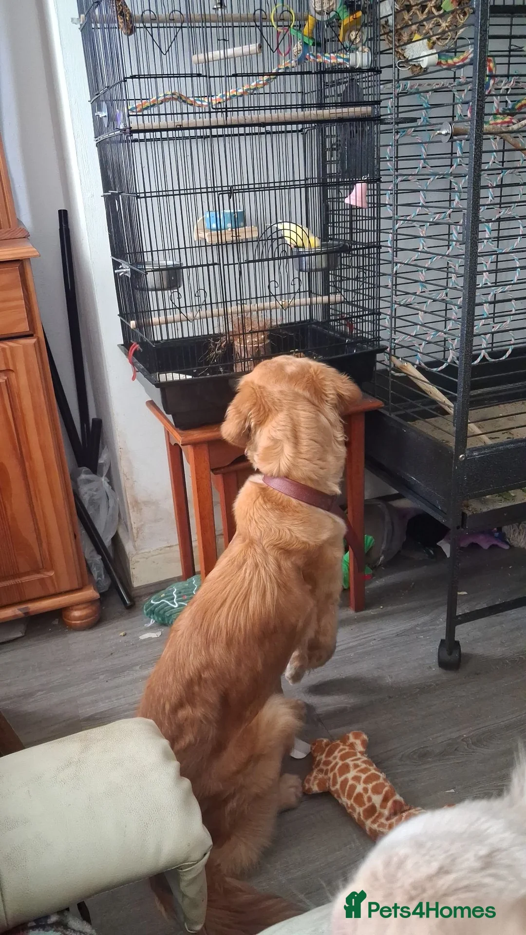 Golden Retriever dogs for sale: Beautiful Holly - Advert 2