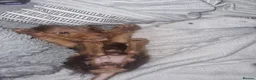 Mixed Breed dogs for sale: Terrier mix pup - Advert 4
