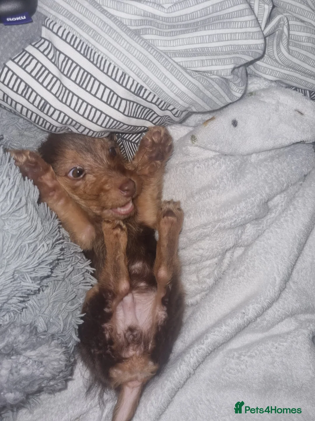 Mixed Breed dogs for sale: Terrier mix pup - Advert 4