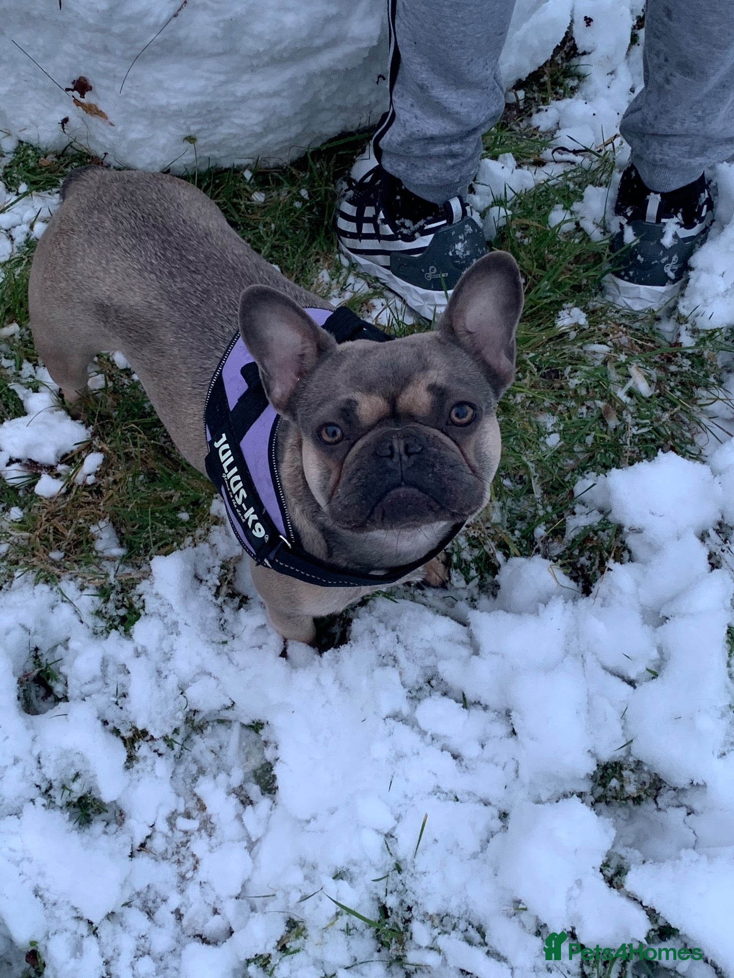 French Bulldog dogs 6 year old female for sale  - Advert 1