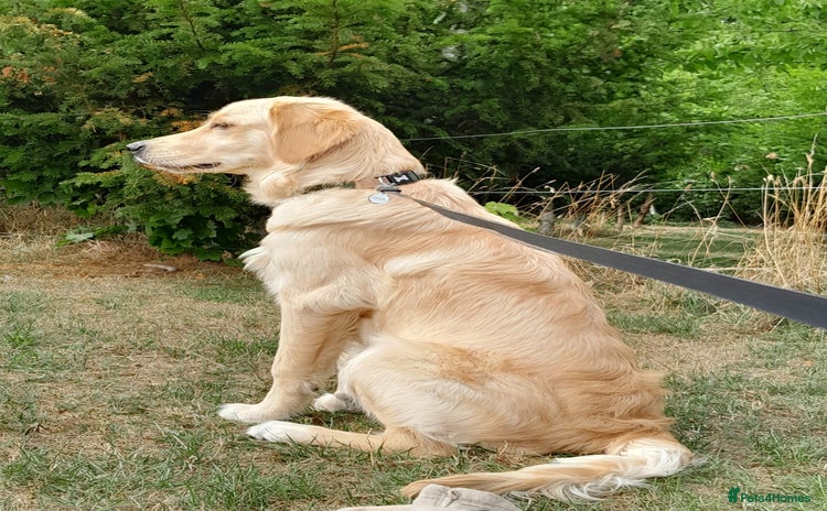 Golden Retriever dogs - Advert 2