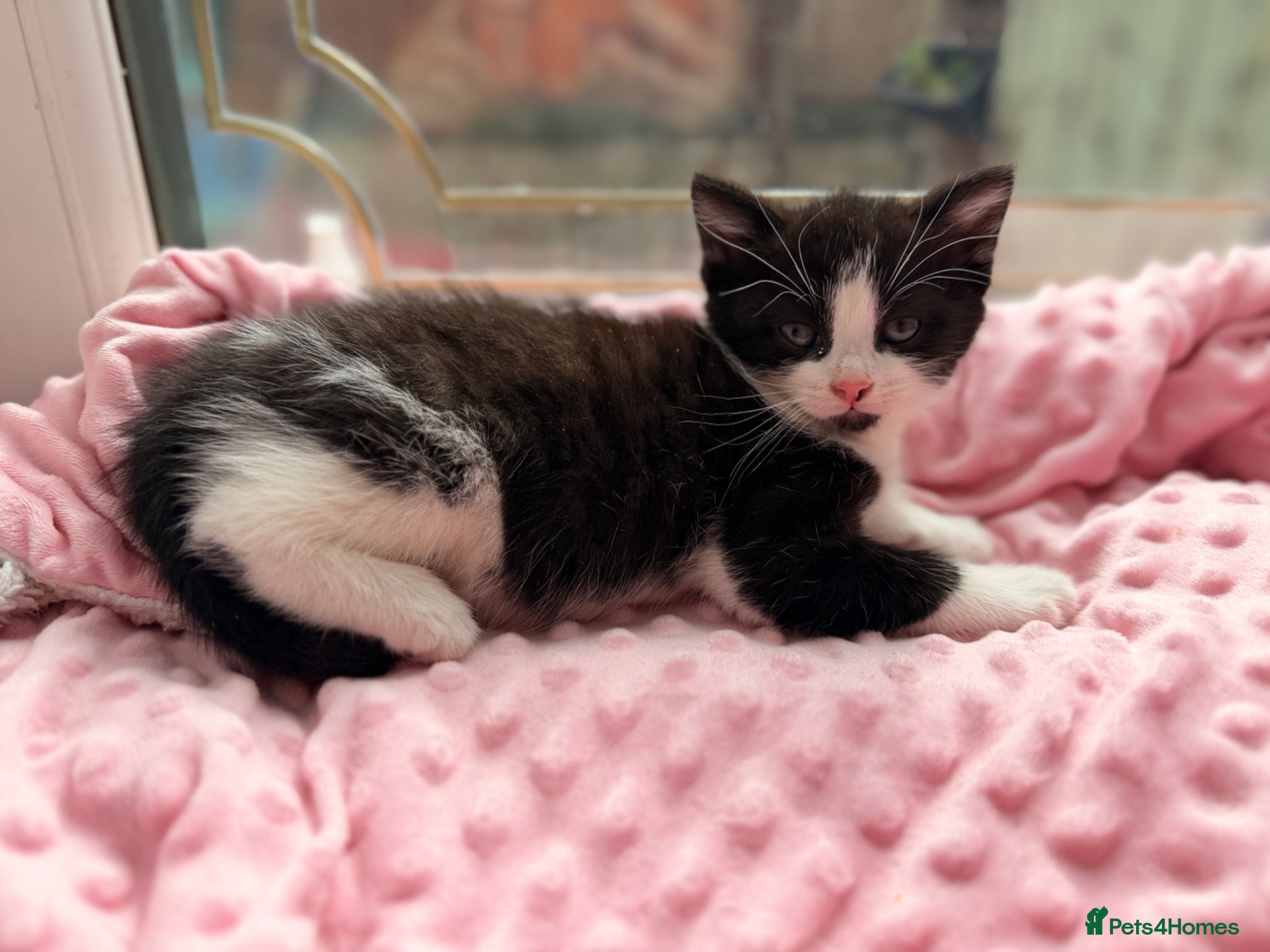 Mixed Breed cats Little kitten  - Advert 2