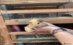 Guinea Pig rodents for sale: Bonded baby guinea pigs  - Image 3
