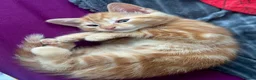 Domestic Shorthair cats for sale: Ginger boy & tortie girls waiting for new families - Advert 12