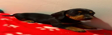 Miniature Dachshund 6