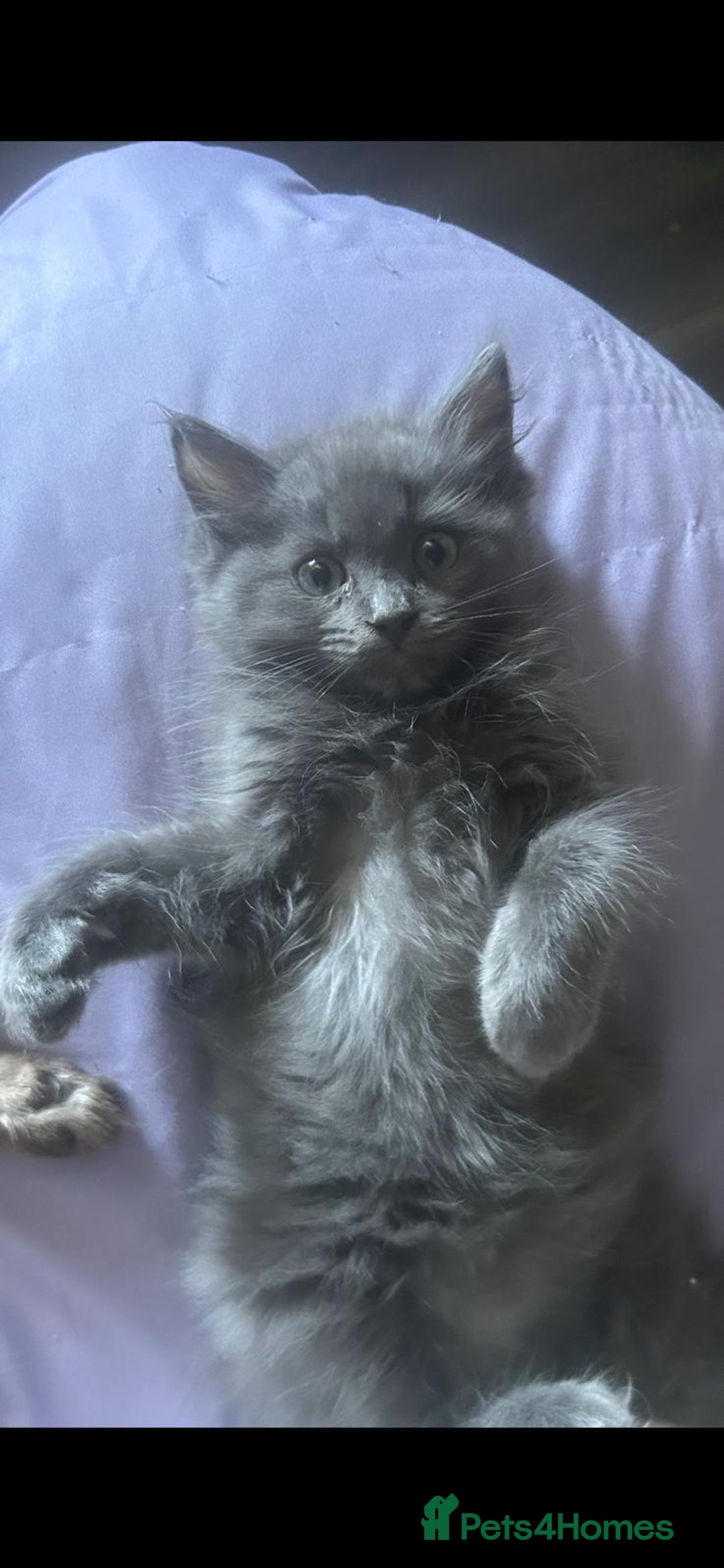 Ragdoll cats for sale: Last two 5 month Ragdoll Kittens - Advert 5