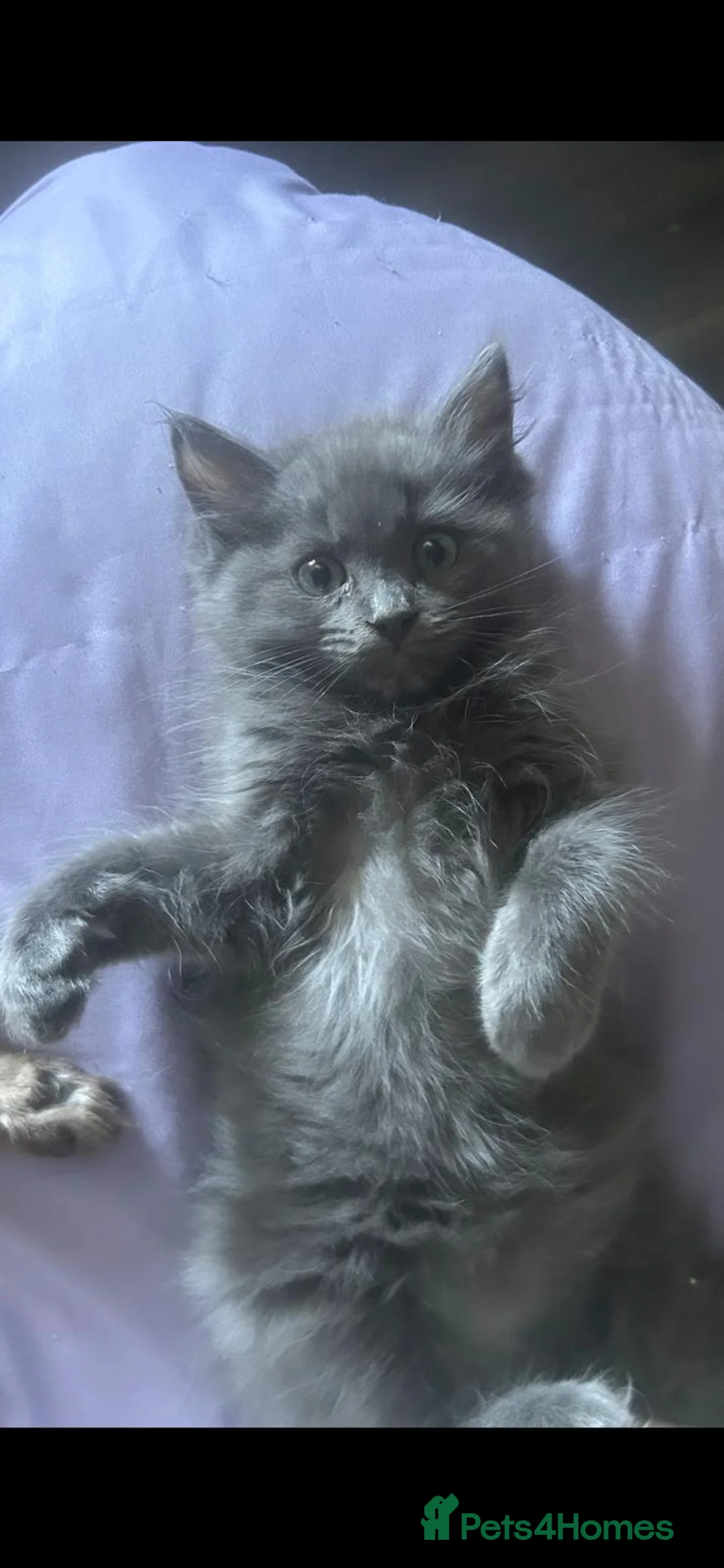 Ragdoll cats for sale: Last two 5 month Ragdoll Kittens - Advert 5