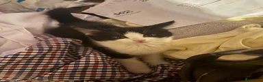 Domestic medium hair 2