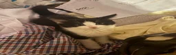 Domestic Shorthair cats for sale: 2 kittens for sale  - Advert 5
