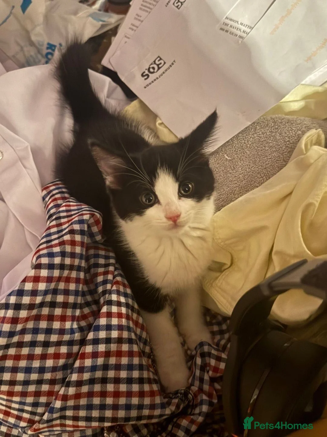 Domestic Shorthair cats for sale: 2 kittens for sale  - Advert 5