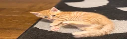 Scottish Fold cats for sale: Mum is Scottish fold, dad is British straight  - Advert 17