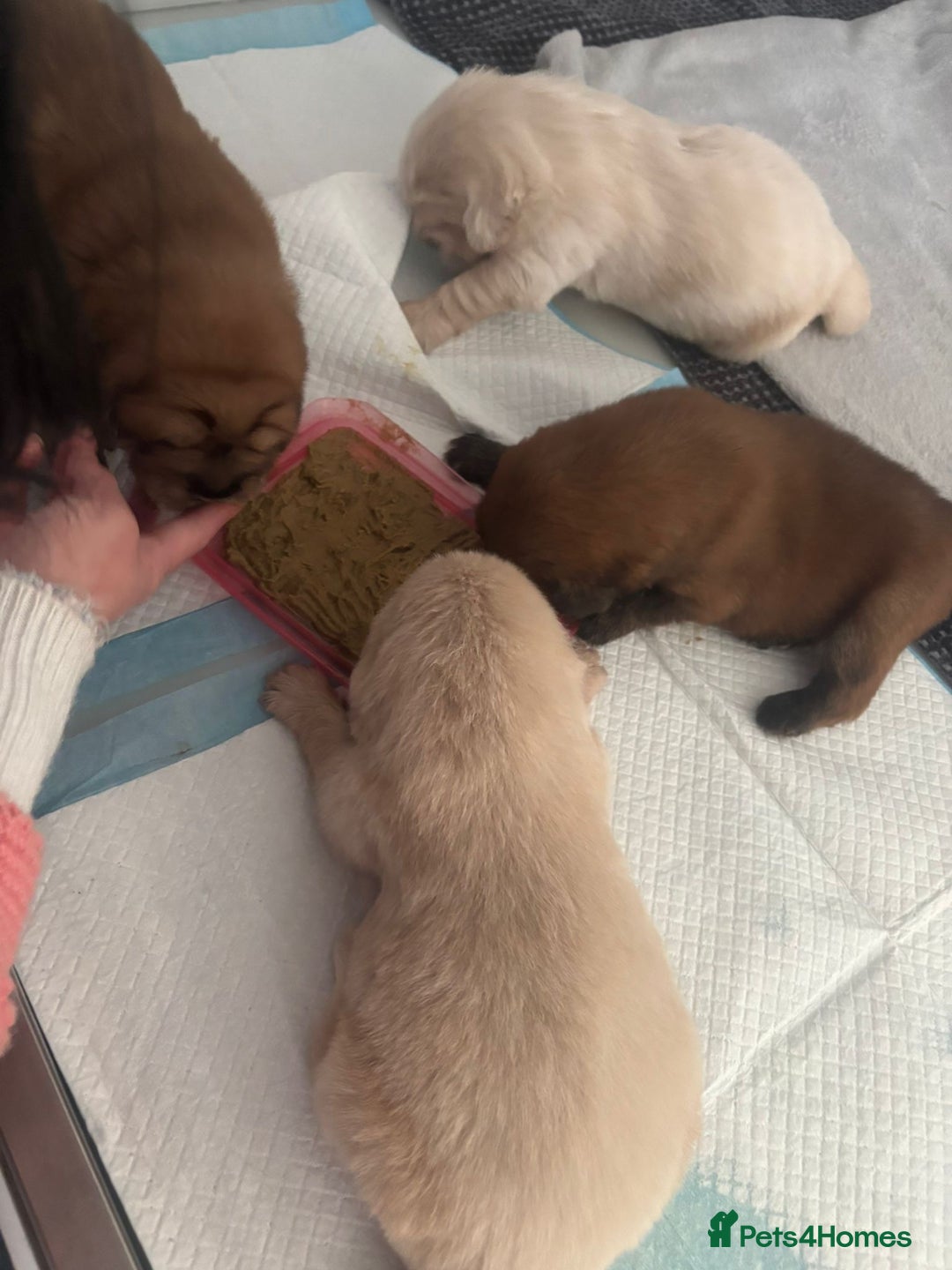 Tibetan Mastiff dogs for sale: Chinese Tibetan mastiff pups  - Image 31