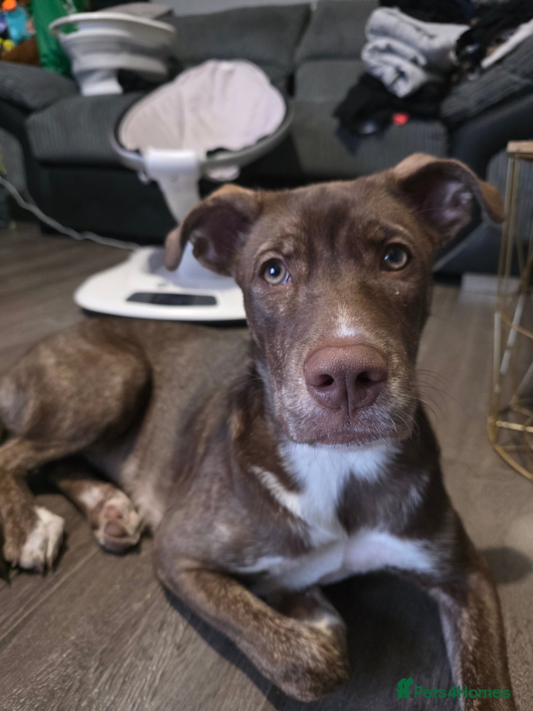 Mixed Breed dogs for sale: Beautiful chocolate mix breed puppy  - Advert 3