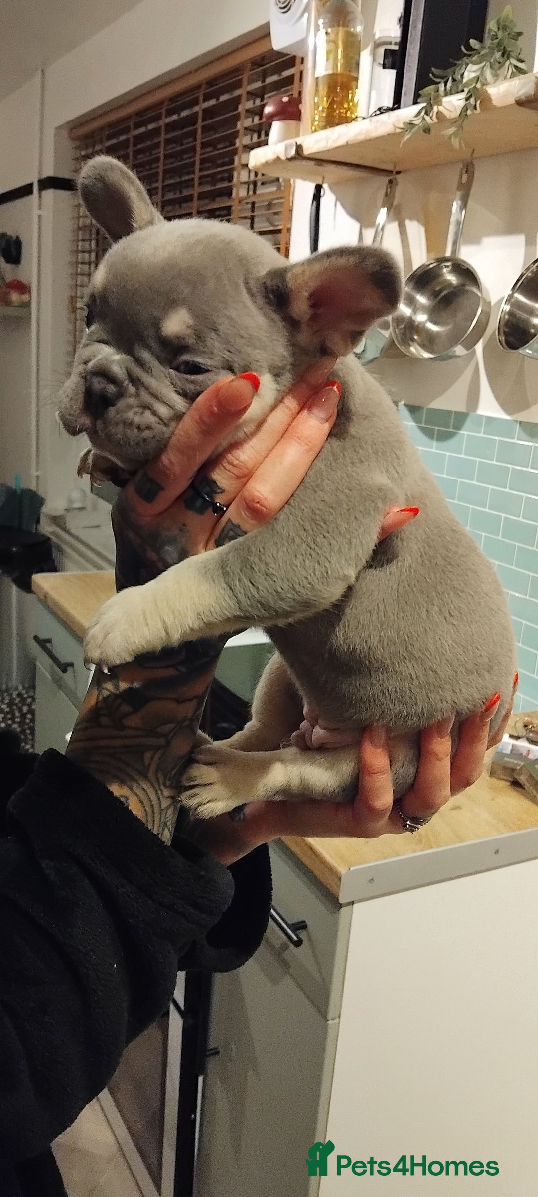 French Bulldog dogs for sale: French bulldog FLUFFY pups - Image 33