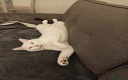 Mixed Breed cats for adoption: Confident Cuddlebug Who Loves dogs and to Chat! - Image 1