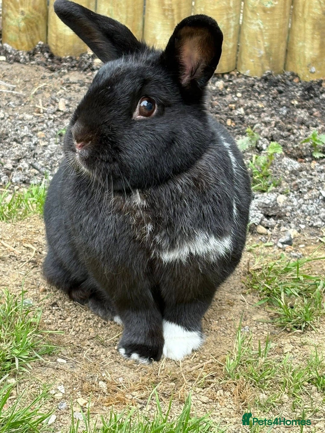 English rabbits for sale: Loving rabbit looking for a new home  - Advert 2