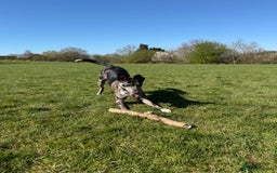 Lurcher dogs for stud: Collie x Whippet Stud  - Image 3