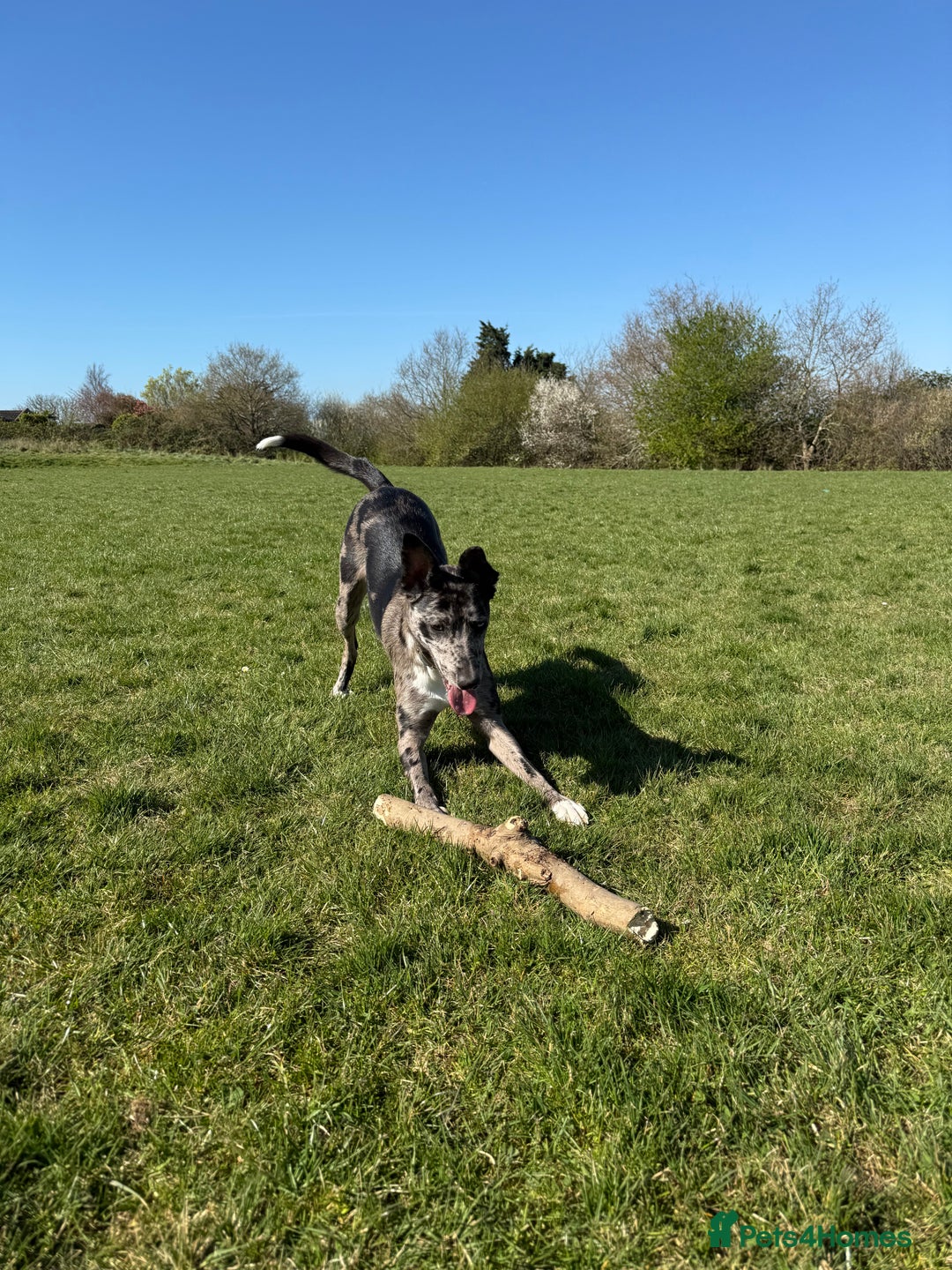 Lurcher dogs for stud: Collie x Whippet Stud  - Image 3