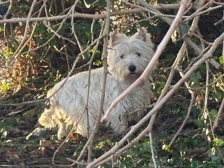 West Highland Terrier dogs Winsome Westies from a 5 Star Registered Breeder - Advert 4