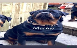 Rottweiler dogs for sale: **Ready To Leave** Chunky Rottweiler puppy  - Image 6