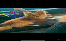Pomchi dogs for sale: Ready to go 16/07/25  OPEN TO OFFERS - Image 7
