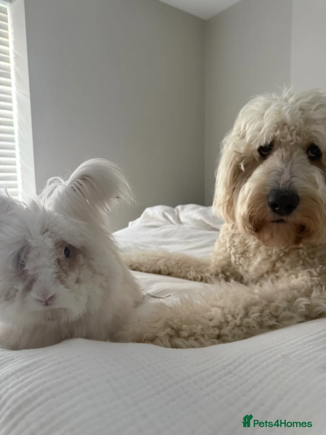 Angora rabbits for sale: Beautiful english angora boy in Harrogate - Advert 1