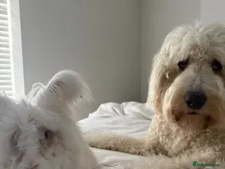 Angora rabbits Beautiful english angora boy - Advert 3