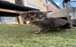Siberian cats for sale: Siberian x kittens  - Image 20