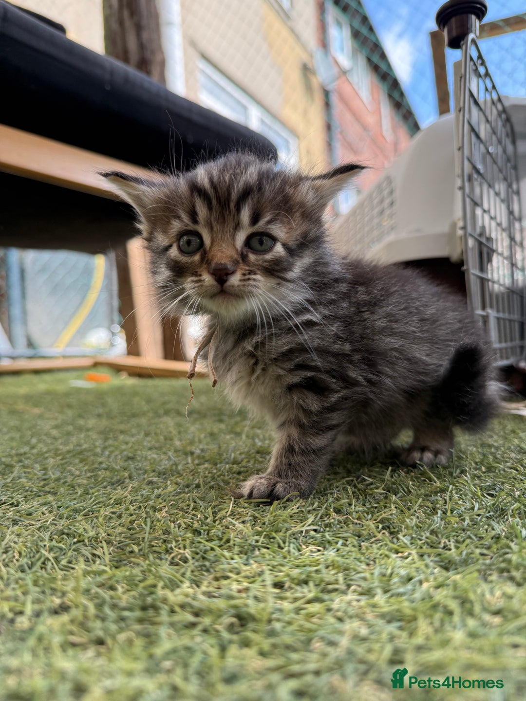 Siberian cats for sale: Siberian x kittens  - Image 20