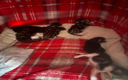 Bengal cats for sale: half bengal kittens  - Image 15