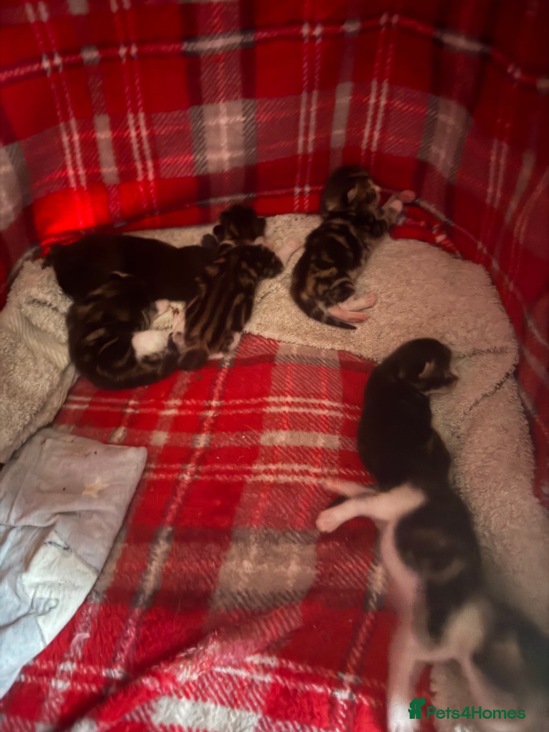 Bengal cats for sale: half bengal kittens  - Image 15