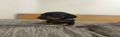 Dachshund 9