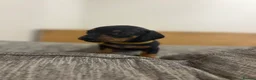 Dachshund dogs for sale: 🐾 Dachshund Puppies 🐾 - Advert 2